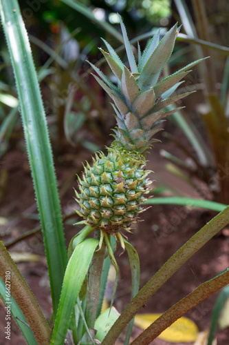 Pineapple tropical frui