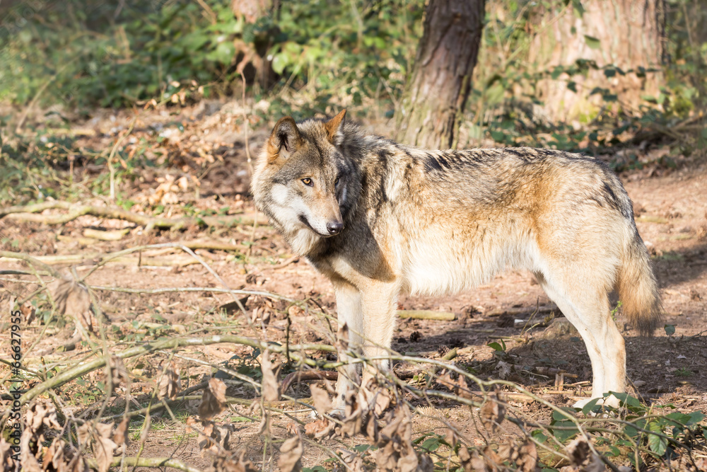 Fototapeta premium timber wolf in forest