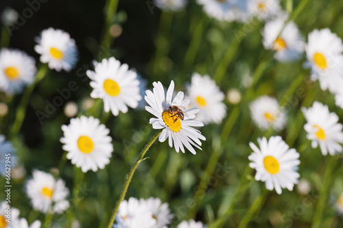 Green flowering meadow with white daisies and honey bee.