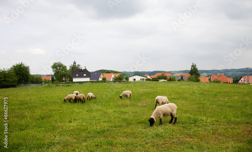 Sheeps on green field