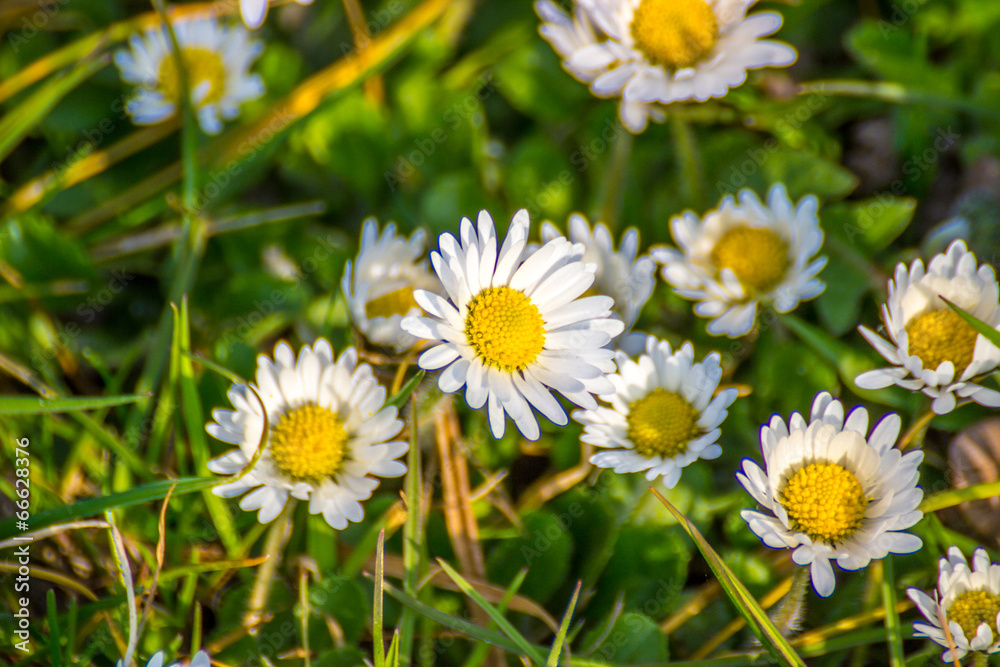 Gänseblümchen Gänseblümchen
