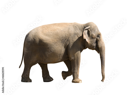 elephant,
