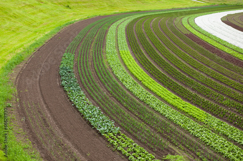 cultivated land with vegetable patches