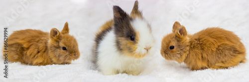 3 kleine Hasen Babys Osterhasen photo