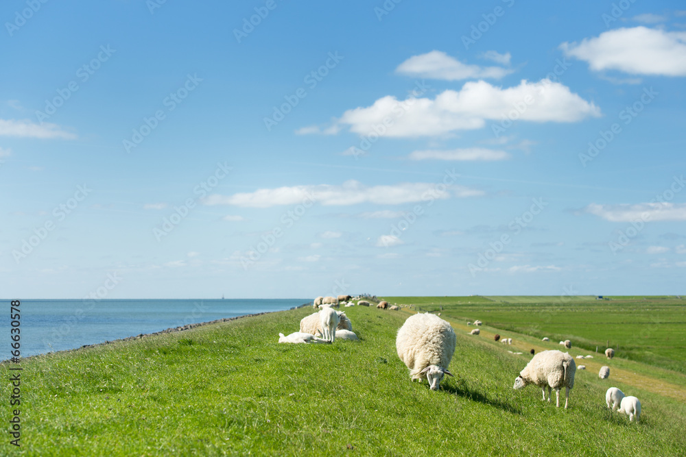 Naklejka premium Owce na holenderskiej grobli