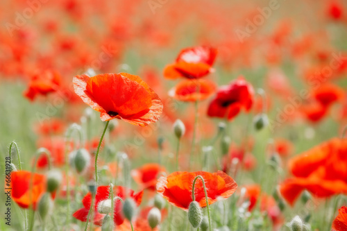 field with poppies © shime