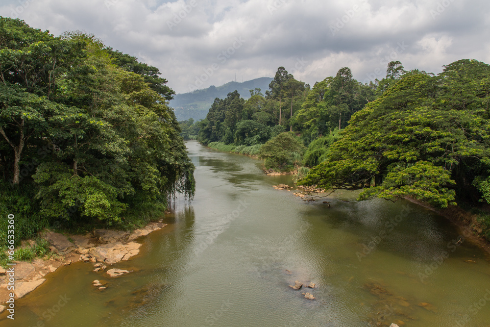 River in the botanical Garden of Peradeniya River in the botanical Garden of Peradeniya
