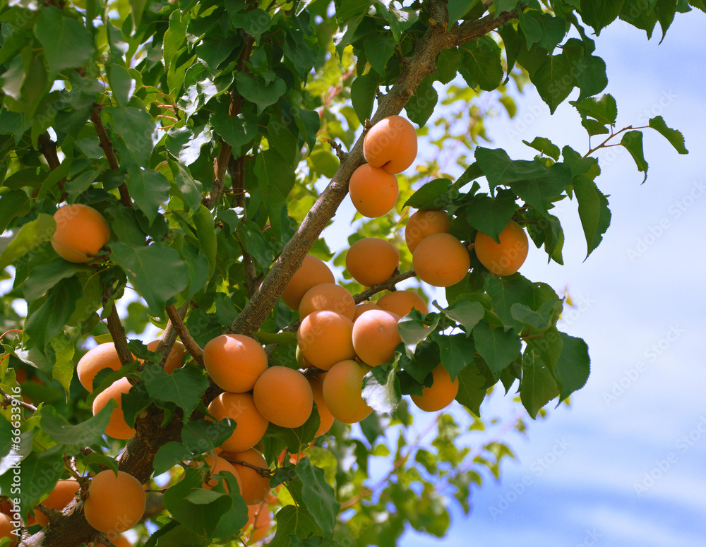 Apricots on a branch.