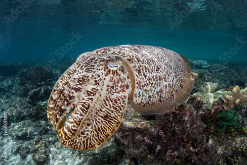 Cuttlefish 1