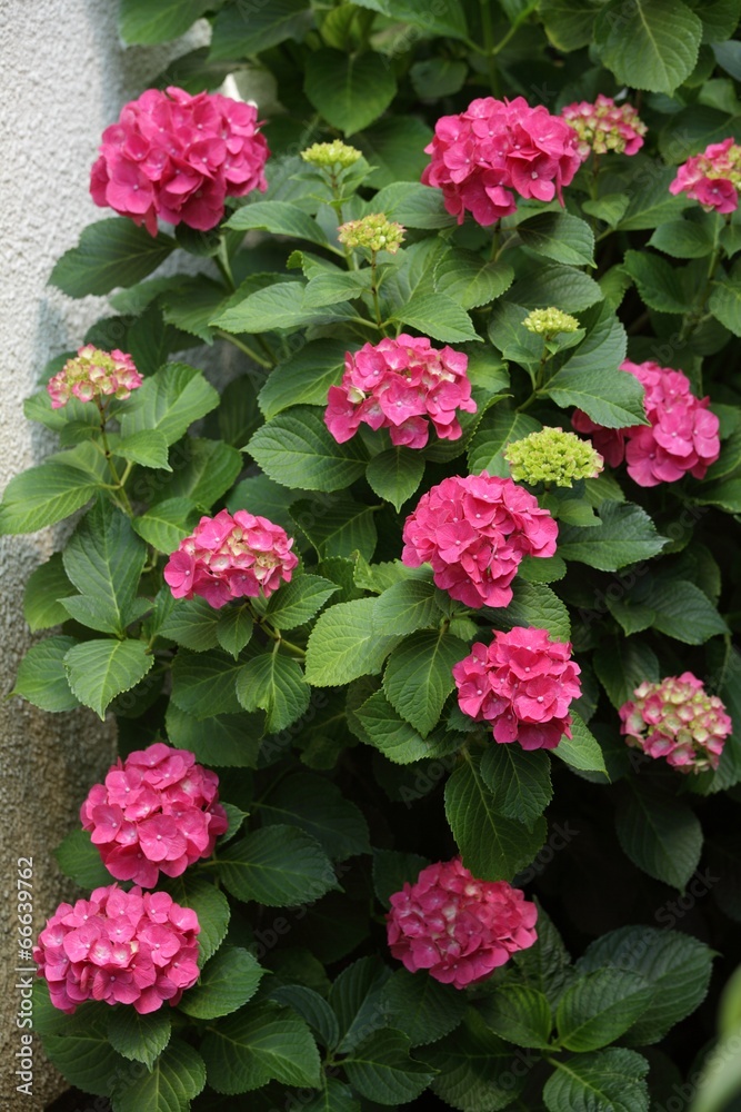 ピンクの紫陽花