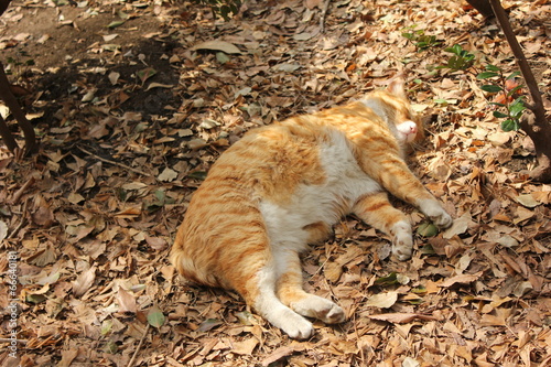 不忍池の茶トラ猫 photo