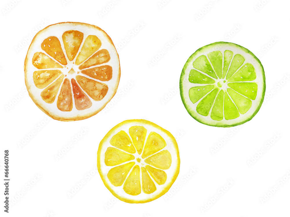 オレンジ レモン ライムの水彩イラスト Stock イラスト Adobe Stock