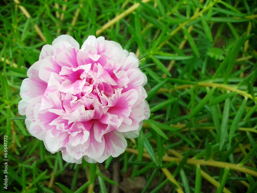 Pusley Flower 3 Pusley Flower 3