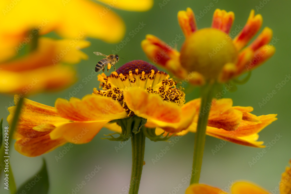 Biene Blüte Blume, Frühling, Sommer, - obrazy, fototapety, plakaty 