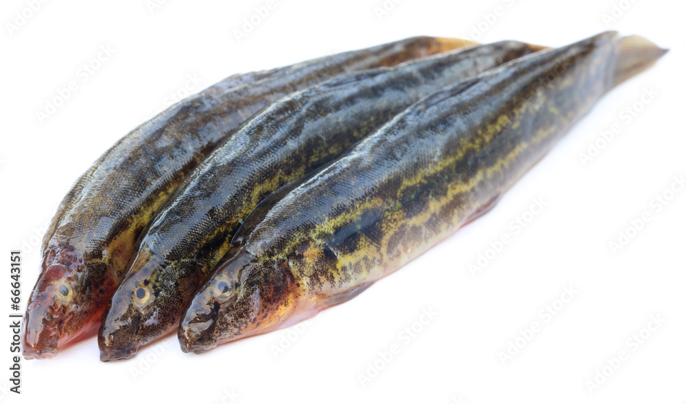 Annaldale Loach or gutum fish of Bangladesh Annaldale Loach or gutum fish of Bangladesh
