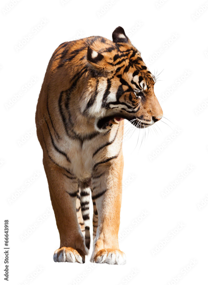 Obraz premium Adult tiger over white