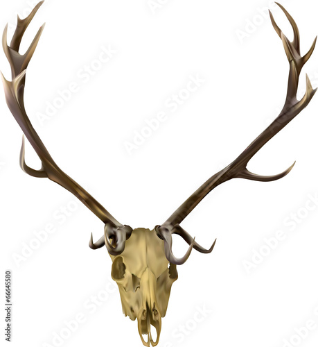 brown isolated deer antlers illustration