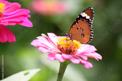 lovely butterfly with flower
