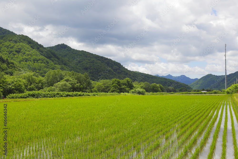 北海道の畑　Field of Hokkaido　Japan