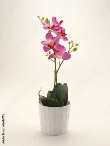 Fototapeta Naklejka Na Ścianę i Meble -  Orchidea