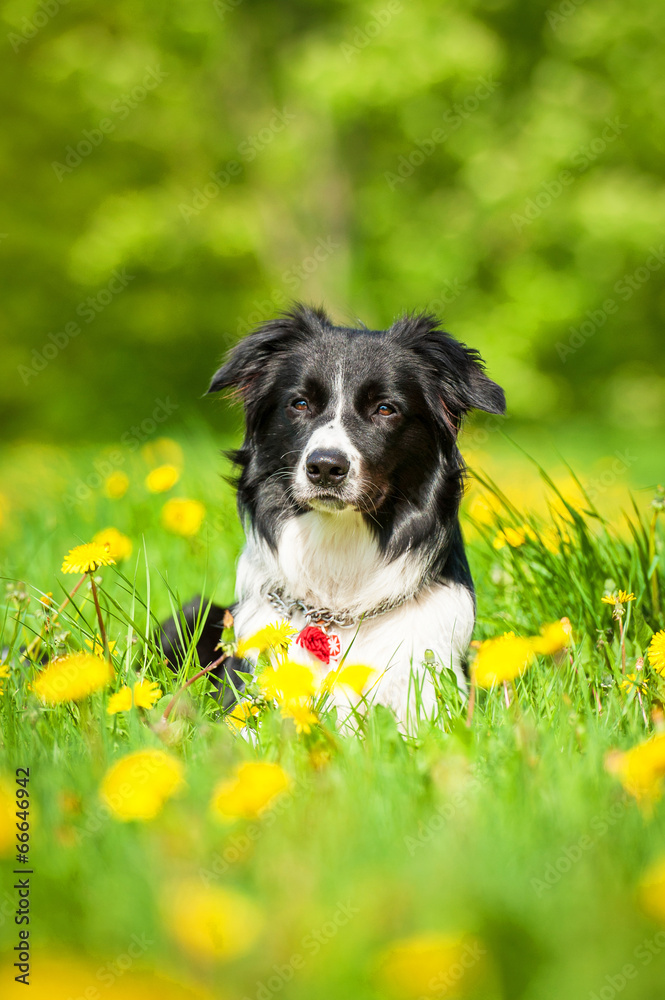 Portrait of border collie lying on the field with dandelions Portrait of border collie lying on the field with dandelions