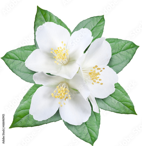 Blooming jasmine flower with leaves. File contains clipping path © volff