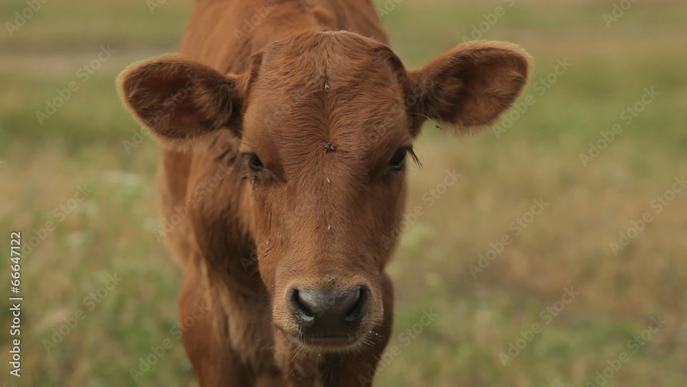 Dark brown cow against a blurred natural background in the Dark brown cow against a blurred natural background in the