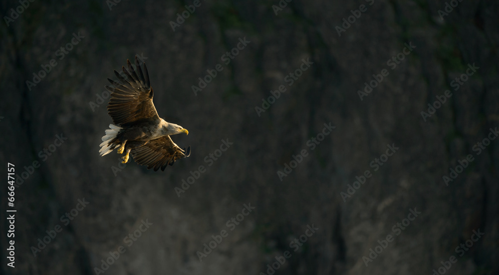 Fototapeta premium White-tailed Eagle