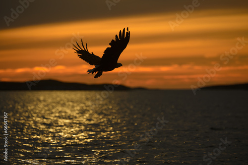 Eagle Silhouette © andyastbury