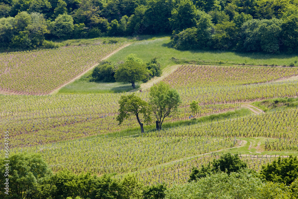 vineyards of Cote Maconnais near Fuissé, Burgundy, France