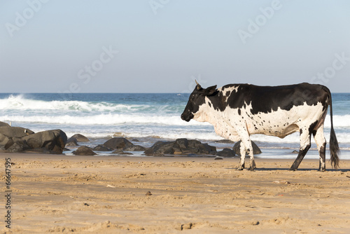 фотографія Nguni Cow At The Seaside