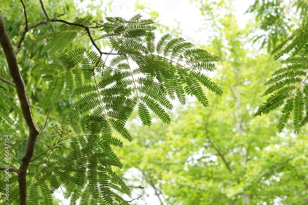 Obraz premium 合歓の葉