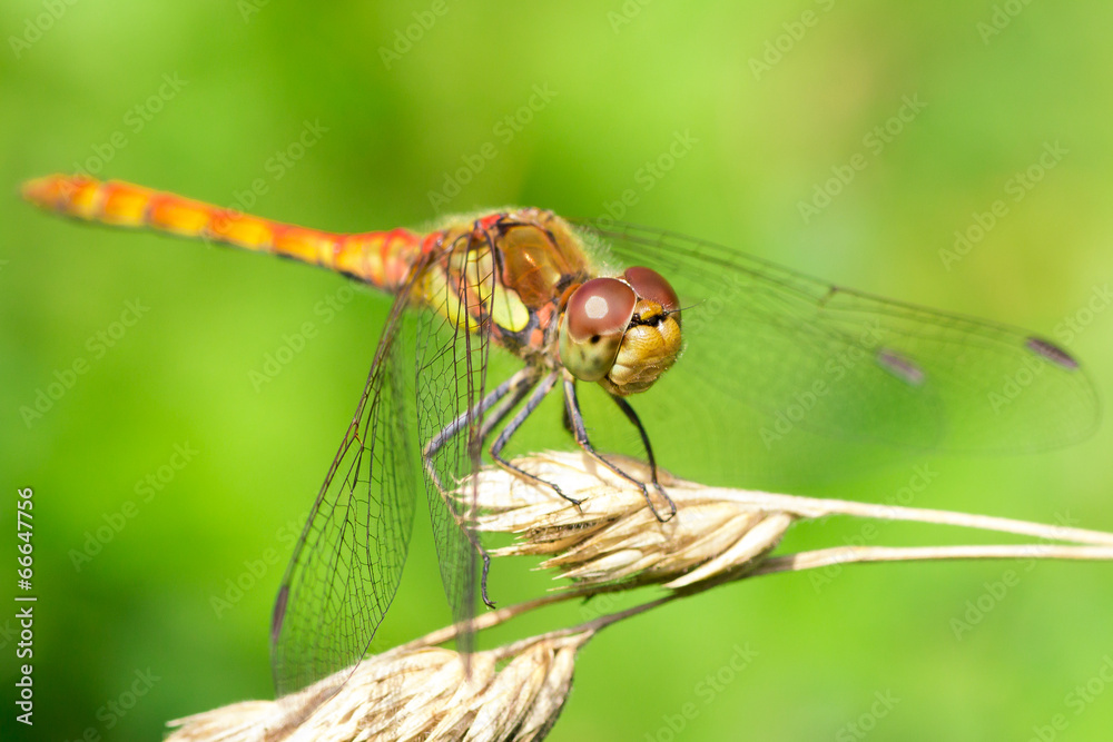 Dragonfly / Libelle Dragonfly / Libelle