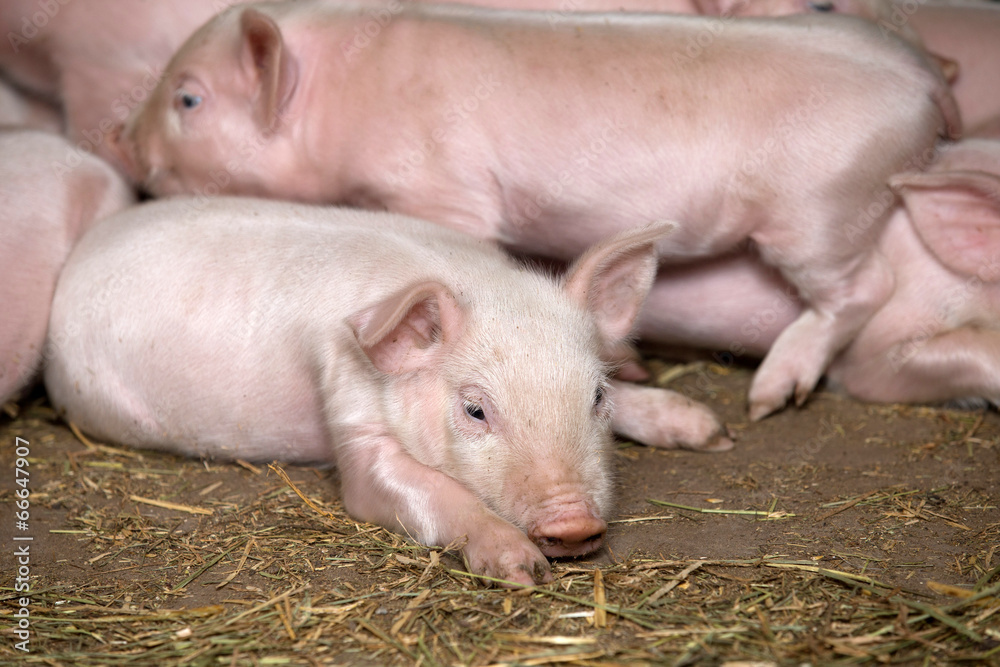 Little piglets Little piglets