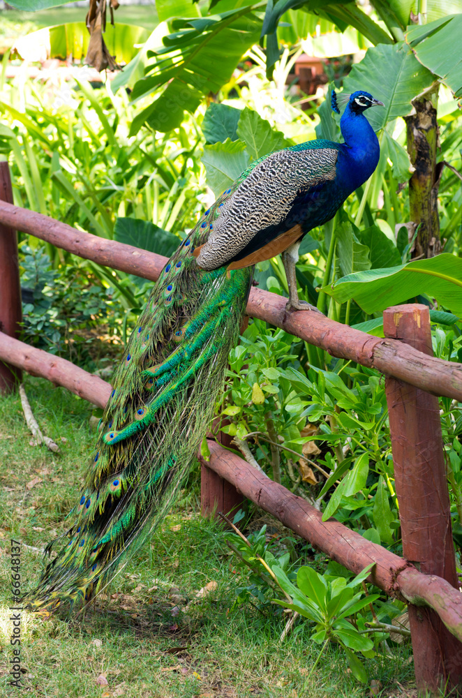 Naklejka premium peacock
