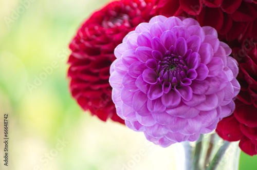  dahlia
