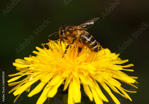 Bee on flower photo