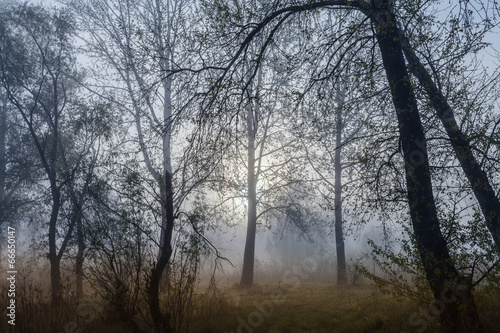 Foggy landscape with a tree silhouette