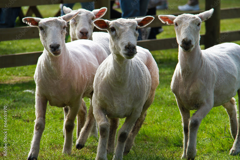 Fototapeta premium Sheep at new zealand