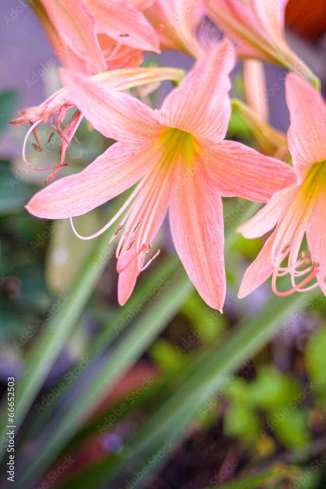 Fototapeta premium Amaryllis pink old rose Daylily flower photographed close