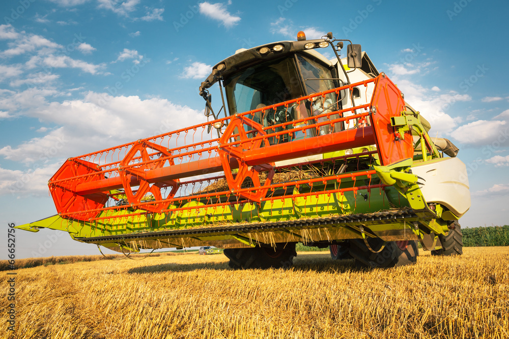 Obraz premium Combine harvesting wheat