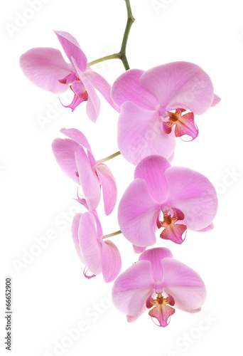 Orchid isolated on white background