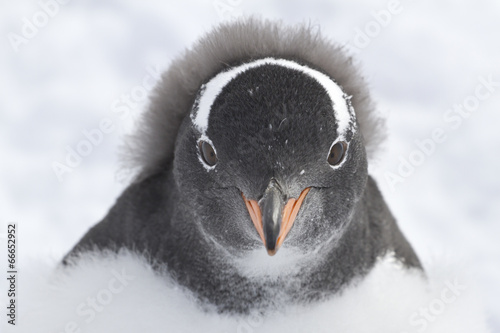 Gentoo penguin chick portrait which is almost completely molted