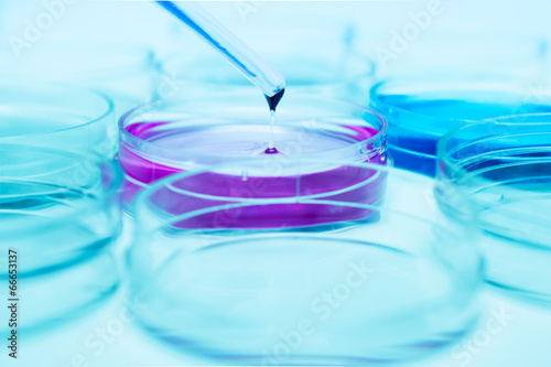 Petri dishes in the laboratory .medical glassware