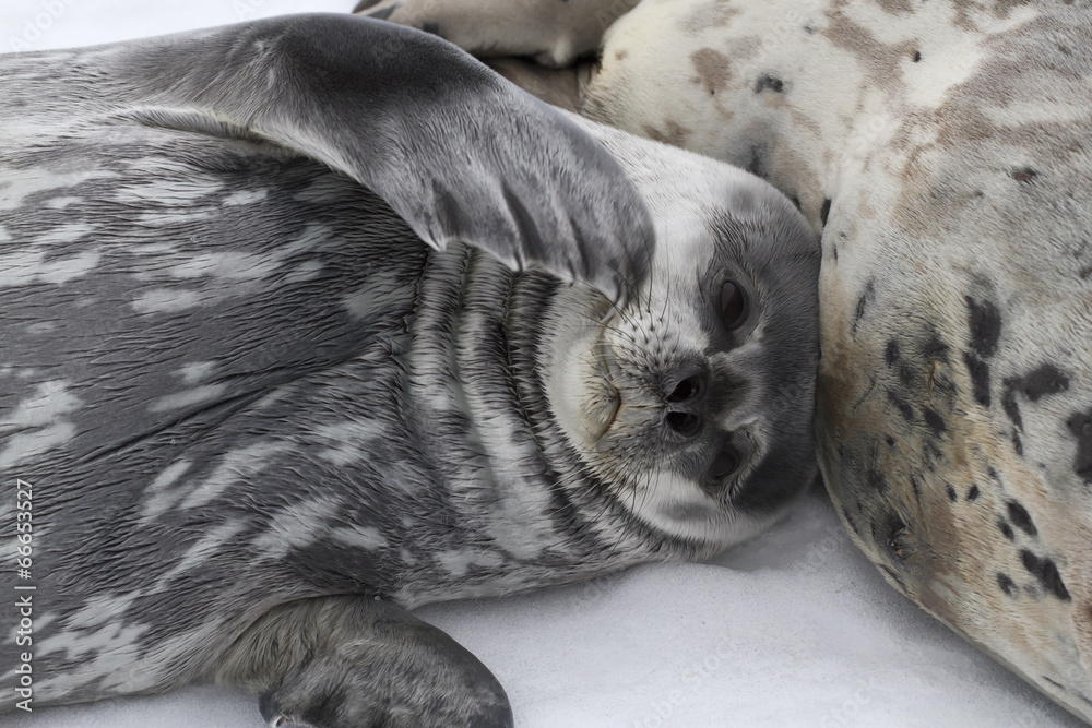 Weddell seal pup lying beside a female on the ice Weddell seal pup lying beside a female on the ice