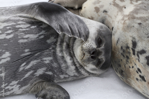 Weddell seal pup lying beside a female on the ice