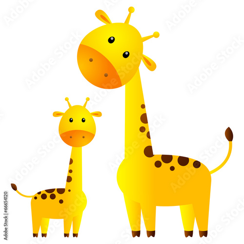 Photography Funny giraffes isolated on white