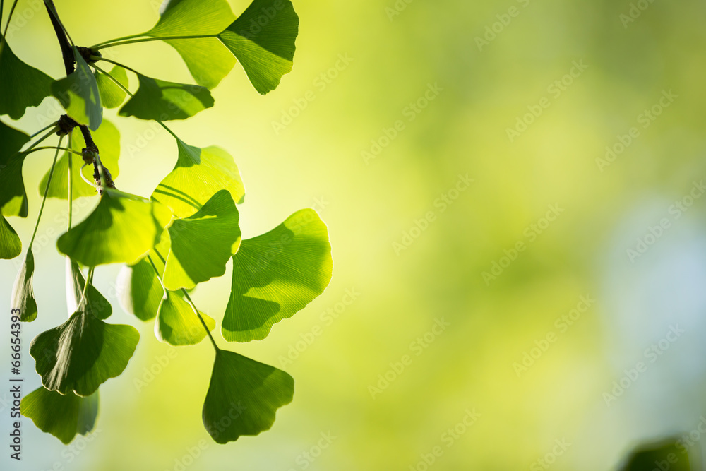Fototapeta premium Ginkgo biloba tree branch with leafs against green background