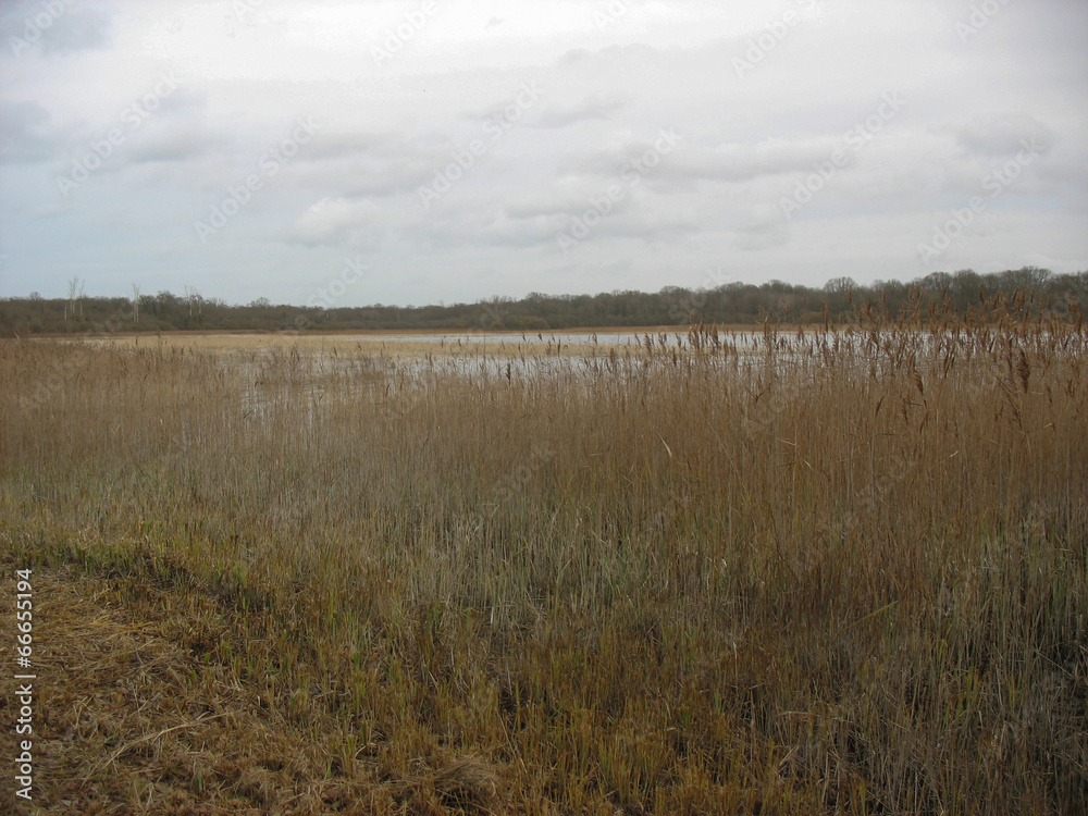 Reedbed near a lake during winter