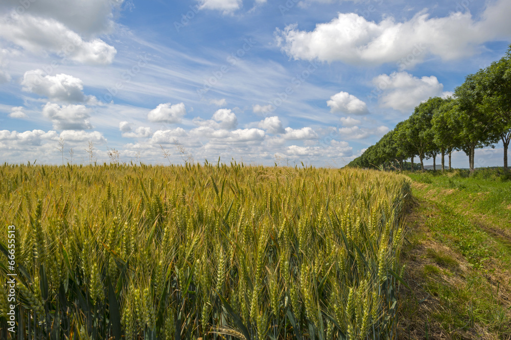 Obraz premium Corn growing on a field in spring